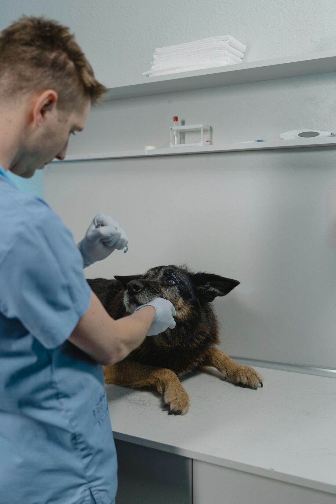 Pet arriving at the vet clinic in a hurry