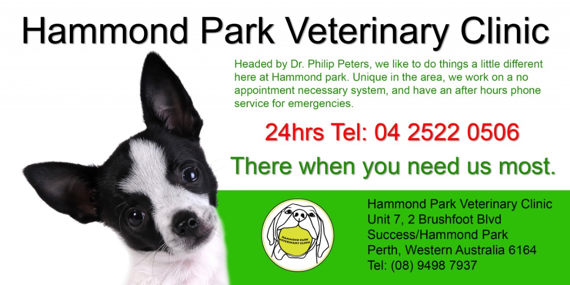 Pet Sitting Cockburn